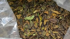 Na letišti zabavili jedovaté čaje z Číny. Můžou způsobit rakovinu