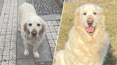 Paní Vondráčková prosí o pomoc. Někdo měl její rodině ukrást asistenčního psa