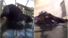 Světový unikát v pražské zoo! Slůně Rudi skáče šipku do bazénu
