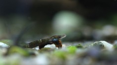 Malá, ale vzácná: V ostravské zoo slaví velký akvaristický úspěch