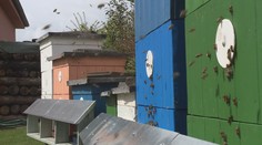 Zájem o med láká zloděje. Policisté řeší krádeže úlů