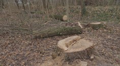 Muž pokácel 10 vysokých stromů. Vyšetřuje ho za to policie