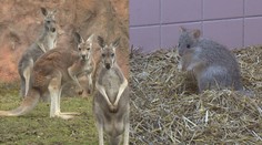 Jihlavská zoo má nové přírůstky, jsou jedni z nejvzácnějších na světě