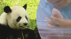V berlínské zoo se narodila pandí mláďata! Lidé je ale zatím neuvidí