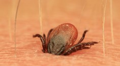 Klíšťata se nezadržitelně šíří do Evropy, nejhorší situace je u nás!