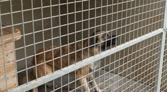 Na jihu Čech zachránili dehydrovaného psa. Někdo ho uvázal ke stromu