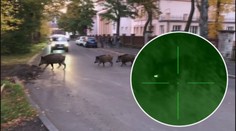 Zlín řeší problém s divočáky po svém! Za každého uloveného vyplácí tisíce