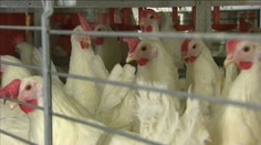 Českem se šíří nebezpečná nemoc drůbeže. Veterináři nařídili vakcinaci