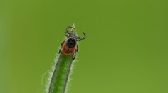 Pozor na klíšťata! Rekordní počet nemocných stále narůstá