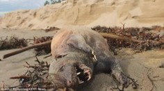Moře vyplavilo záhadnou příšeru: Neví se, co to je! VIDEO