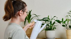 V zimě roste nebezpečí plísní. Tyto čtyři rostliny váš domov ochrání