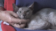 Žena našla na ulici zmutovanou kočku! Je přítulná a unikátní, říká
