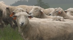 Horečka ovcí se dál šíří po Česku. Veterináři vyhlašují přísná opatření