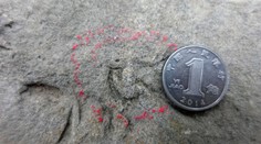 Nový objev! Vědci odhalili dosud nejmenší fosilní stopu dinosaura