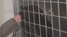 Alarmující zjištění veterinářů: Mají hlášeno stále víc případů týrání zvířat