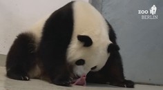 VIDEO: V Berlínské ZOO se narodila pandí mláďata