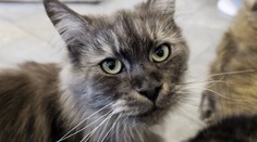 Chov i prodej psů a koček se změní. Evropská unie schválila nová pravidla