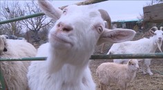 VIDEO: Ochránci zvířat slaví kulaté narozeniny. Jaká jsou jejich přání?