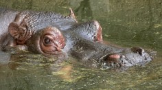 Tragédie v zoo: Hroch Karl se sžíval se samicemi. Zabily ho!