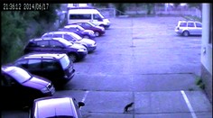 Kuna opakovaně leze na policejní parkoviště! Policistům ničí auta!