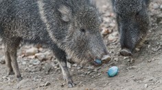 Velikonoční nadílka v pražské zoo. Zvířata si dopřála barevná vajíčka