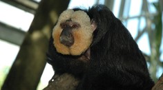 Zlínská zoo žádá o pomoc. Někdo tam nakrmil opice čokoládou