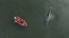 Naděje na záchranu uvízlé velryby klesají. Timmy je v kritickém stavu