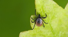 Experti varují před aktivitou klíšťat. Řekli, jaké lesy jsou aktuálně nejbezpečnější