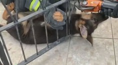 Štěně se zaseklo mezi mřížemi. Pomoct ven mu museli hasiči