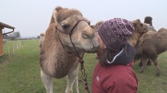 Smutní velbloudi! Kvůli covidu přišli o práci a teď vymýšlí blbosti! VIDEO