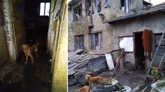 Důchodce trápil smečku 20 psů: Žili ve výkalech a mezi mrtvolami!
