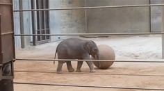 Mládě slona indického láká davy. Je hravé a miluje bublinkové koupele