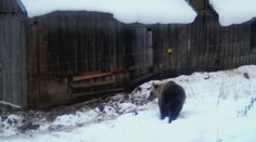 Medvěd na Slovensku opětovně navštěvuje místní stodoly, kde si hledá potravu