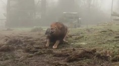 Zoo nabízí přetahování lanem s šelmami! Ochránci zvířat zuří