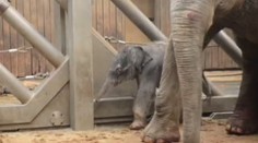 Sloní holčička z ostravské ZOO se konečně napila. Nemá ale ještě vyhráno, říkají ošetřovatelé