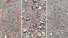 Marka vyděsila hmota, která se valila lesem. Odborníci tápou