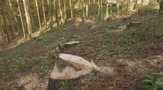 Krádeží dřeva prudce přibývá. Na Náchodsku už vykáceli část lesa
