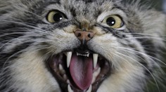 Ze zoo v Poznani utekla kočkovitá šelma. Někdo ji mohl úmyslně vypustit