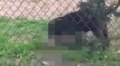 Smečka psů může zabíjet! Lidé se bojí, natočili brutální záběry útoku