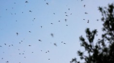 Česko zasáhne komáří peklo. Potrápí hned několik krajů, varují meteorologové
