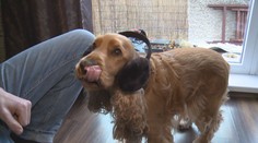 Nejpernější den roku zažívají zvířata v domácnostech i v zoologických zahradách