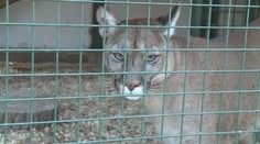 Dívku ve Faunaparku na Jesenicku zranila puma! Policie obvinila tři lidi