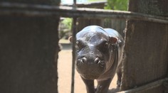 Malinká hrošice okouzlila lidi v jihlavské zoo. 70kilového drobka si maminka hlídá