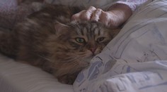 Kočky dělají radost pacientům ve vítkovické nemocnici, prý je i léčí