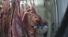 Češi se masa z Polska bát nemusí, tvrdí ministerstvo zemědělství