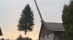 VIDEO: Stříbrný smrk ozdobí liberecké náměstí