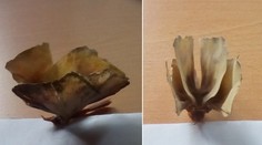 Tajemný tvor připomíná motýla! Rodina chrání artefakt už 40 let