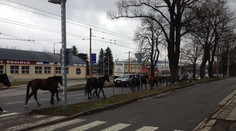 Splašené stádo koní letělo Jihlavou. Ohrožovali auta i chodce