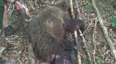 Na Slovensku někdo zastřelil medvědici! Zůstala po ní tři mláďata