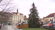 V Berouně se hádají o vánoční strom "ukradený" z tamního sídliště